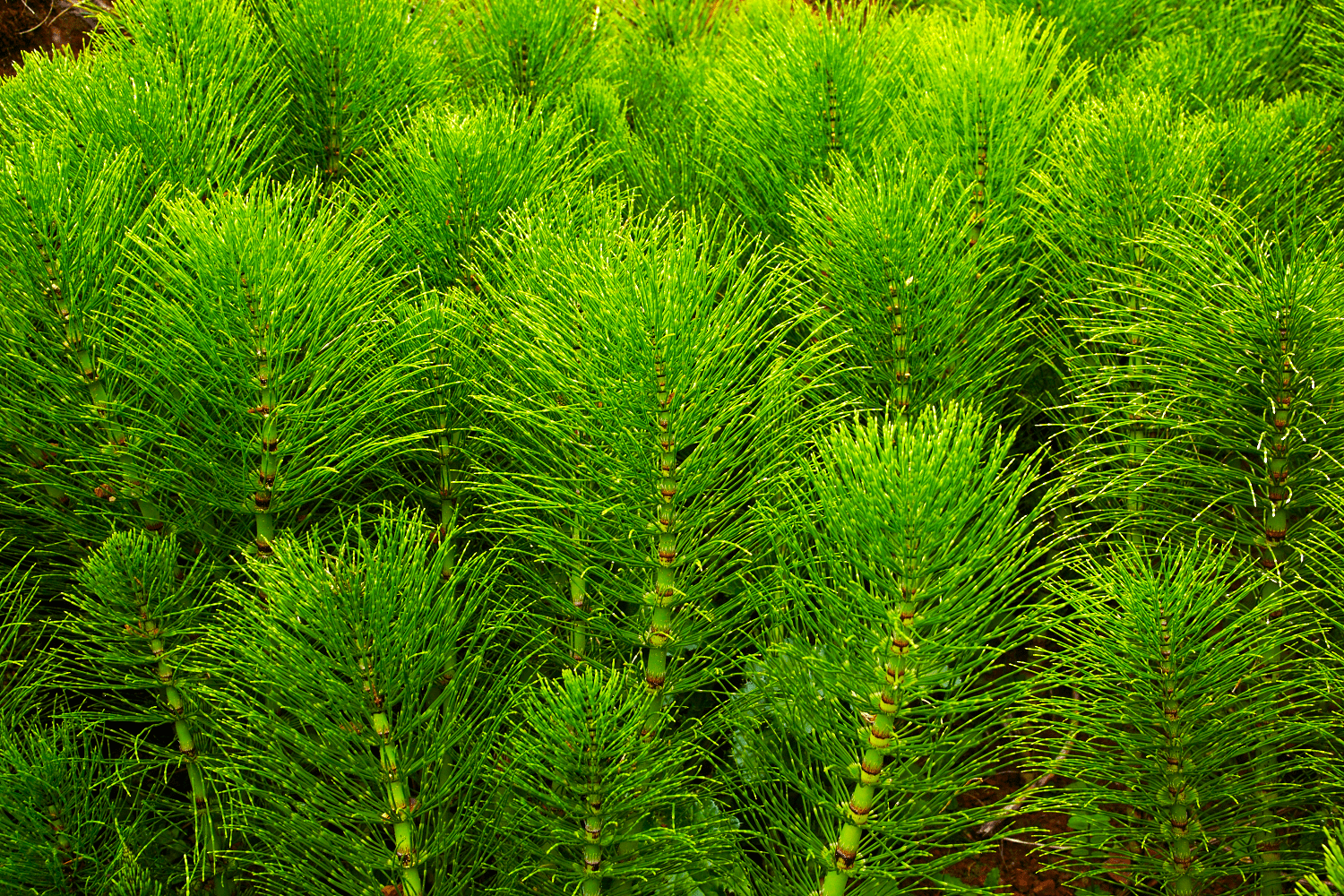 099 horsetail 8880 SK min