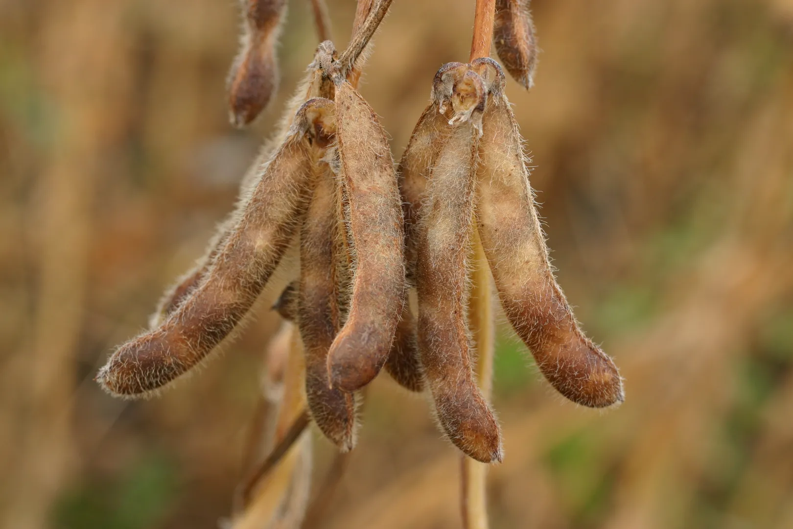 18514 0.jpg 18514 0.jpg