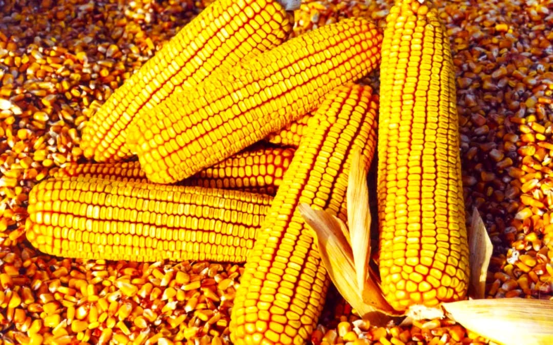 1b79b330 2614 4af1 bb8d 59954808a370 1080x675.png 1b79b330 2614 4af1 bb8d 59954808a370 1080x675.png