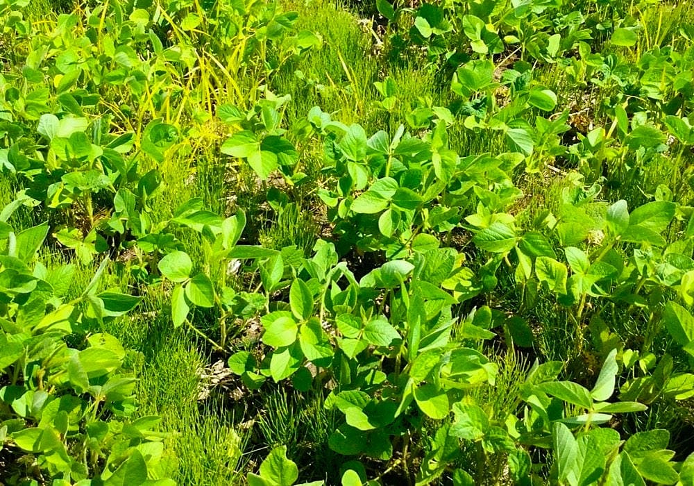 2018CGE problemweeds1 min