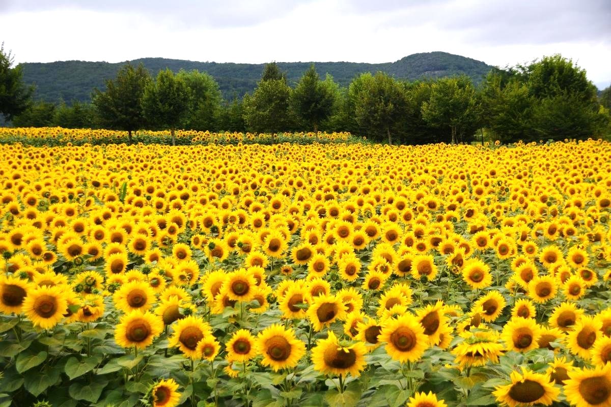 246738964973ad099332cee819877b63 246738964973ad099332cee819877b63