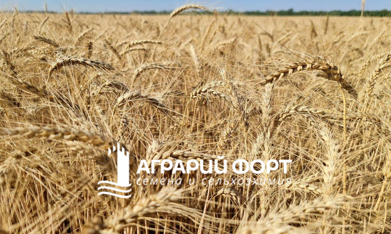 515930571_122200427918268869_4360089394408804434_n-42219