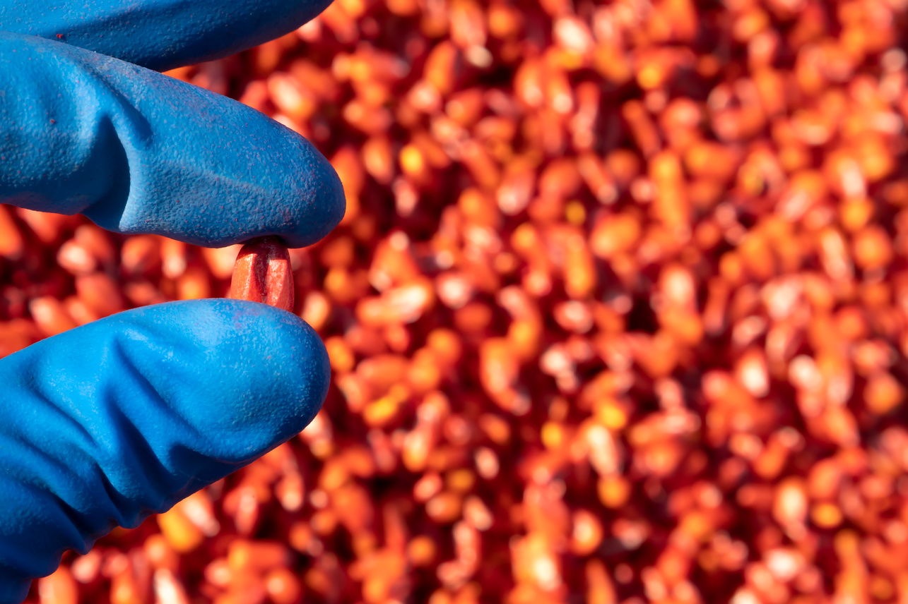Corn seeds etched with an antifungal drug, seed protection