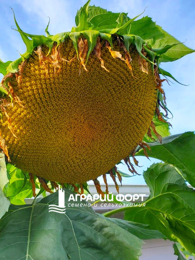 873ce0191975fe9221c48a3db2ef0f21