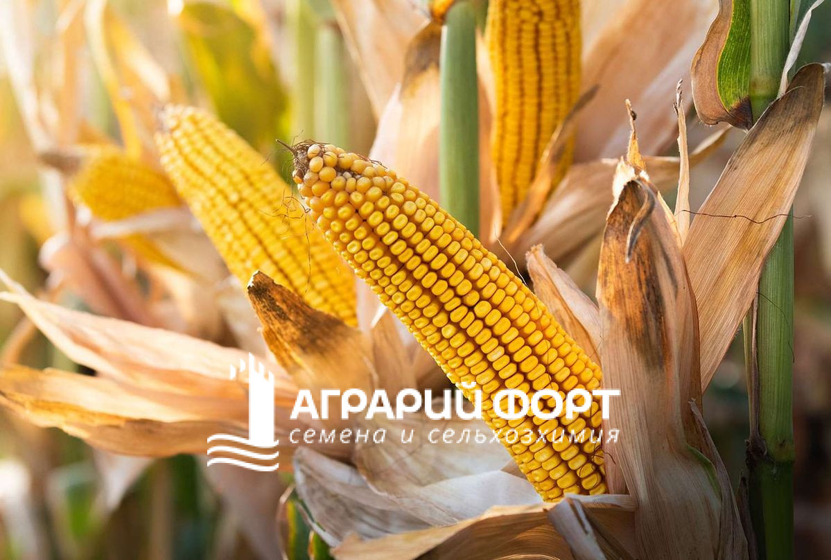 88352b0a7dfea7fcef3702699cedfa19