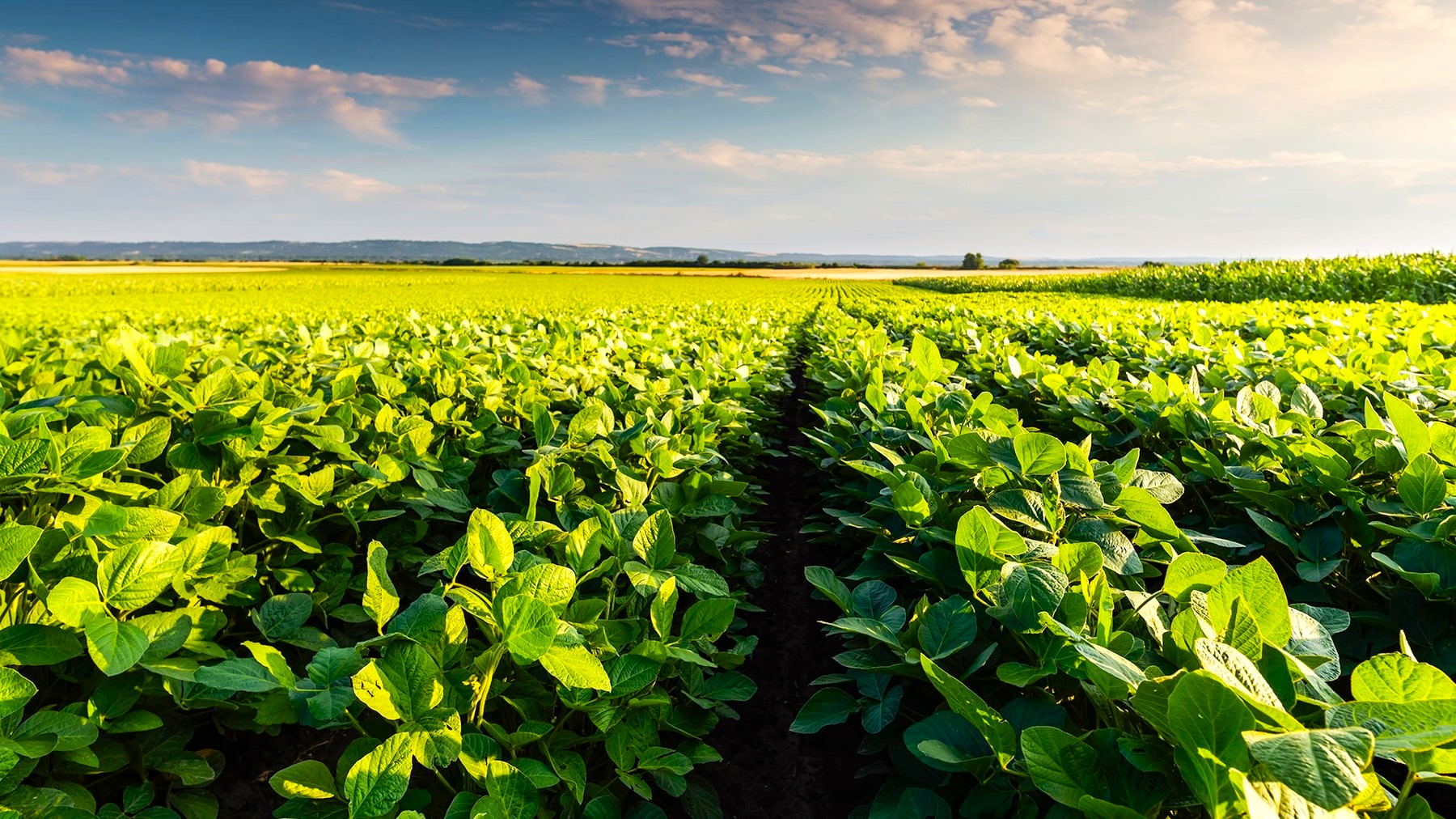 Getty soybean field 1800x1012 min (1)