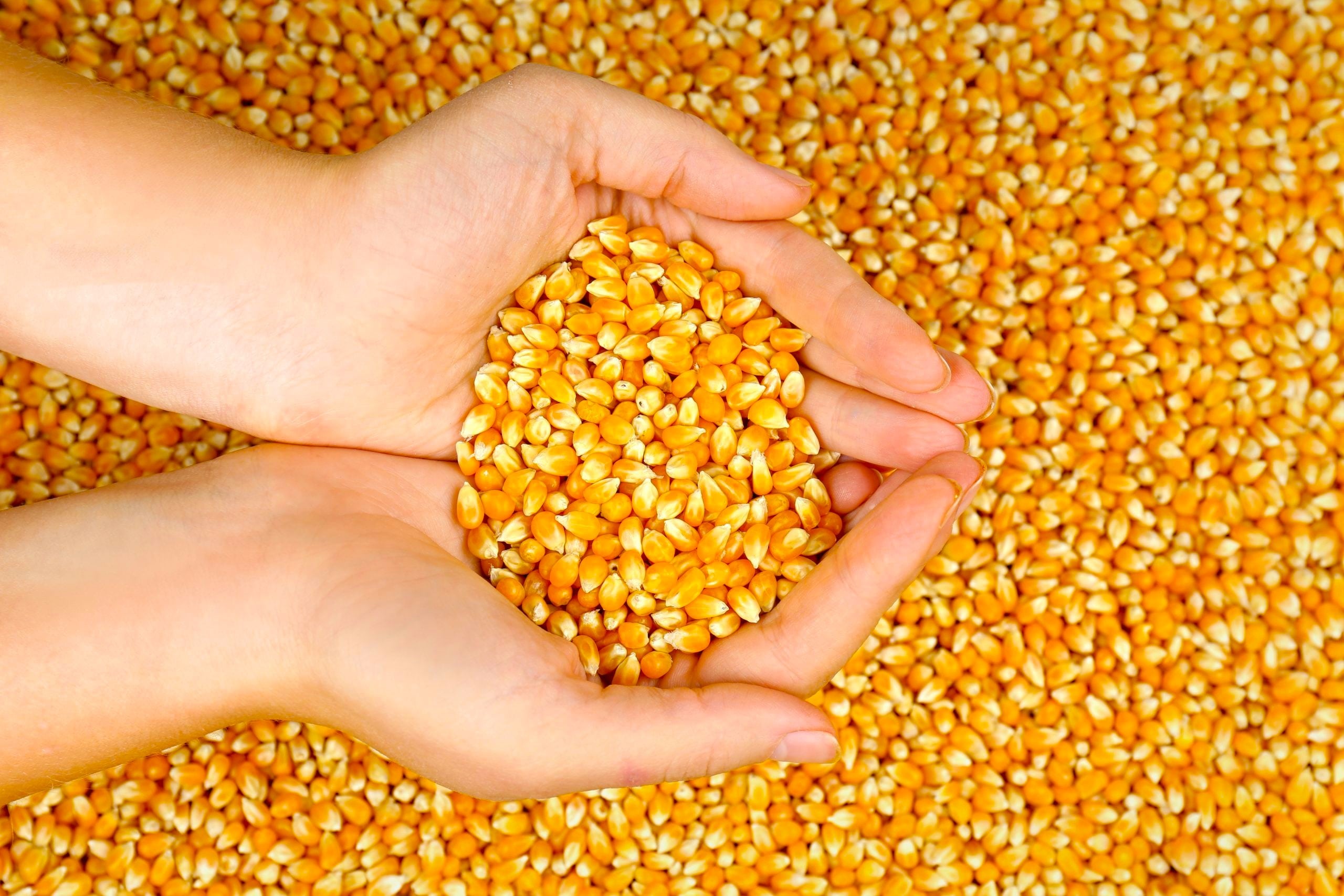 Hand holding corn seeds scaled min Hand holding corn seeds scaled min