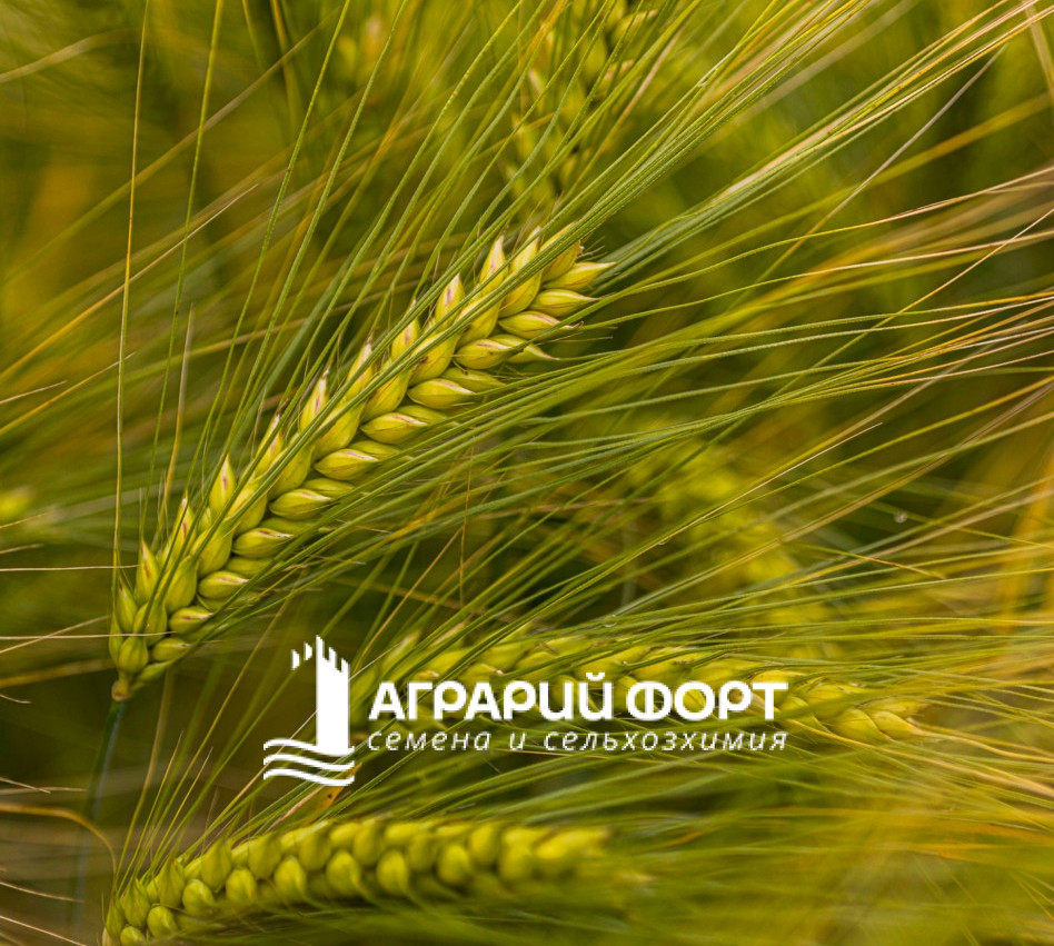 KWS-WALLACE_image-1000