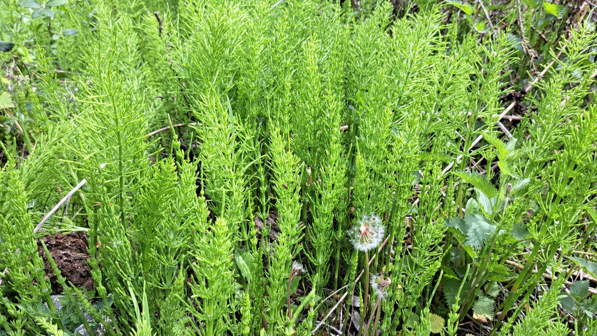 профилактика повторного появления хвоща профилактика повторного появления хвоща