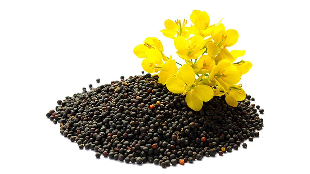 Rapeseed sized 6224396ef1925c09354a4c7cdd5a43f8 min