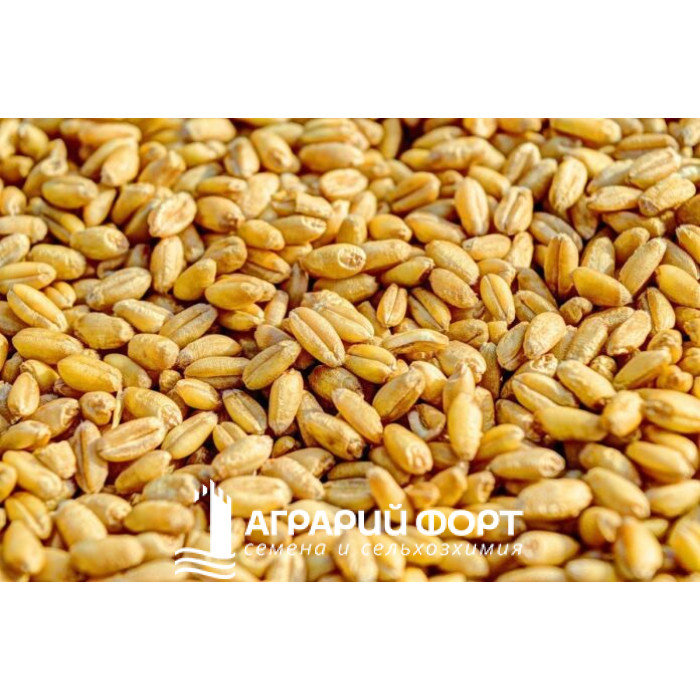 Rozmir-nasinnya-ozymoyi-pshenytsi-vplyvaye-na-majbutnij-urozhaj-696x462-700x700