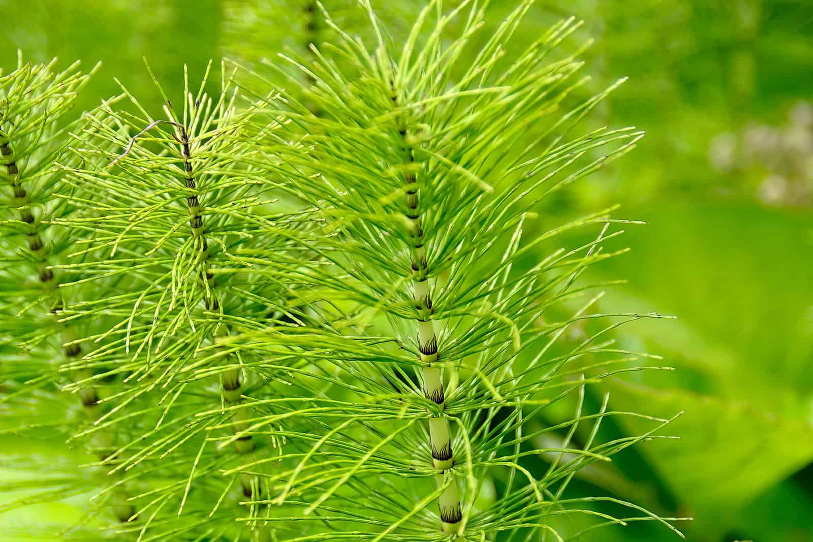 Tree surgeons guide to horsetail control mozweb