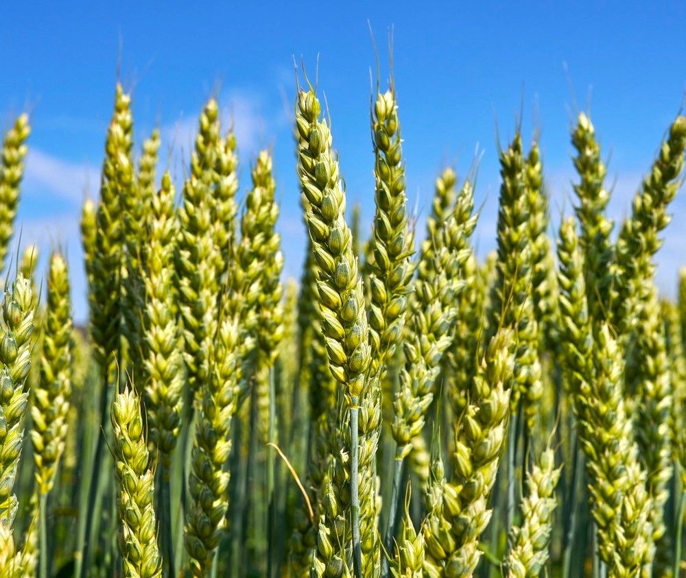 a6eb2539f80df878974cf43125386a08