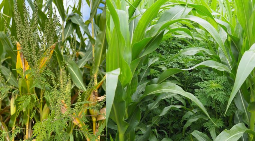 Амброзія в посівах кукурудзи — вплив бур’яну на врожайність культури