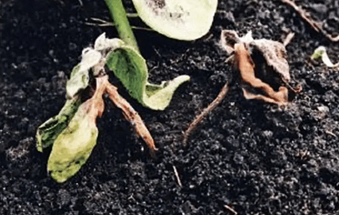 Склеротиния подсолнечника на ранних фазах развития — загнивание проростков Склеротиния подсолнечника на ранних фазах развития — загнивание проростков