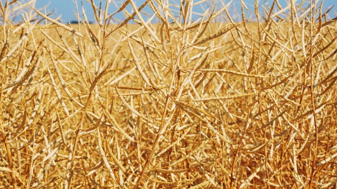 articles.20120806 osr desiccation with reglone super.00 articles.20120806 osr desiccation with reglone super.00