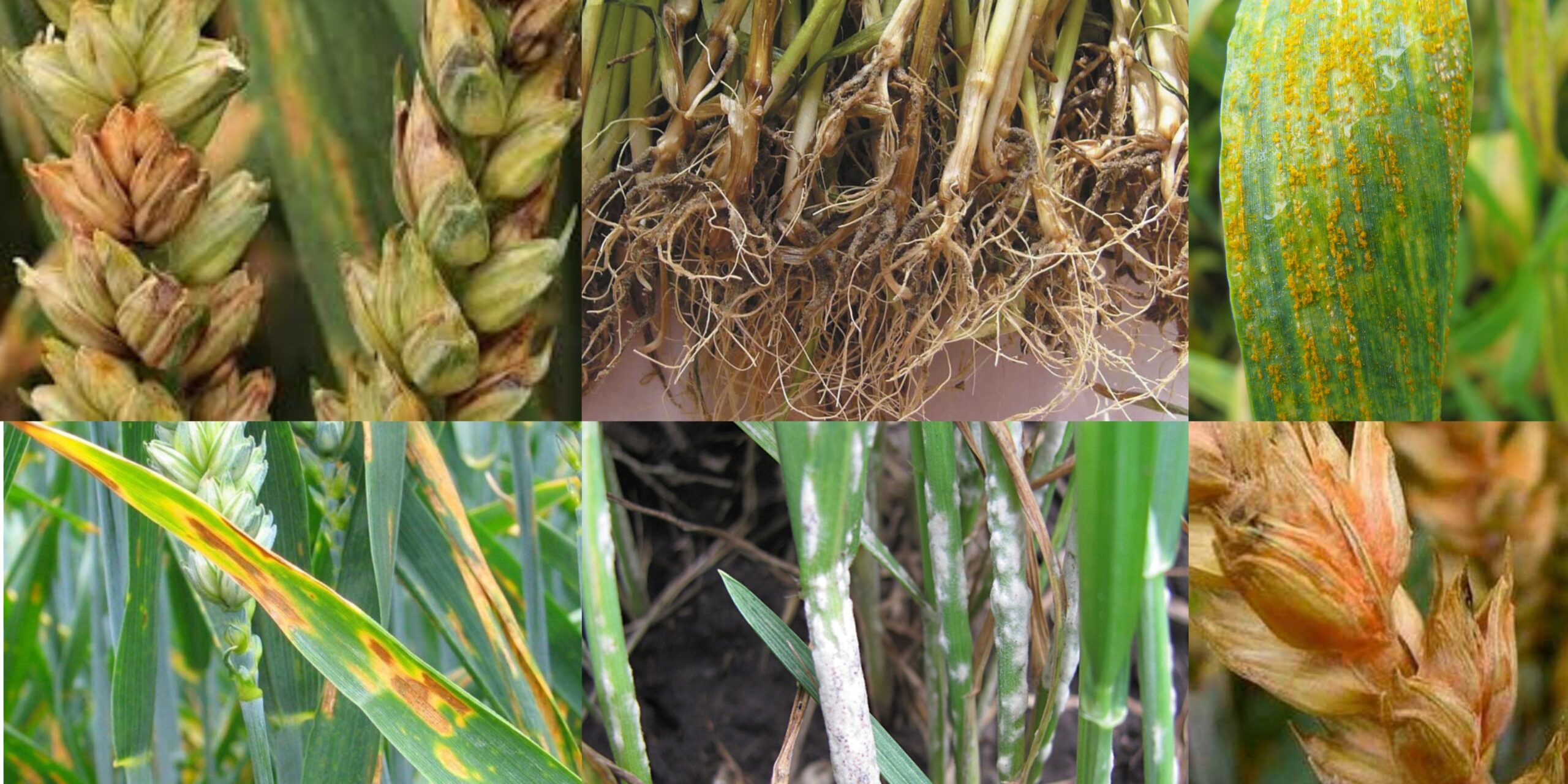 Хвороби озимої пшениці: симптоми, фото, шкодочинність та ефективний захист