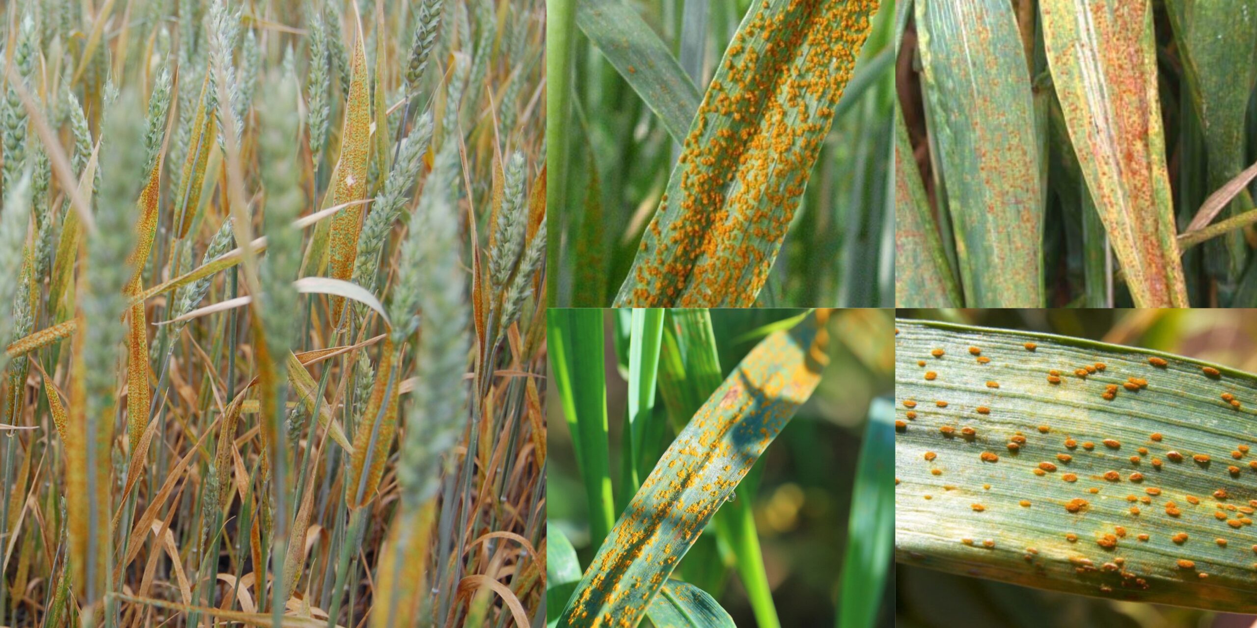 Бурая ржавчина пшеницы фото Бура іржа пшениці фото