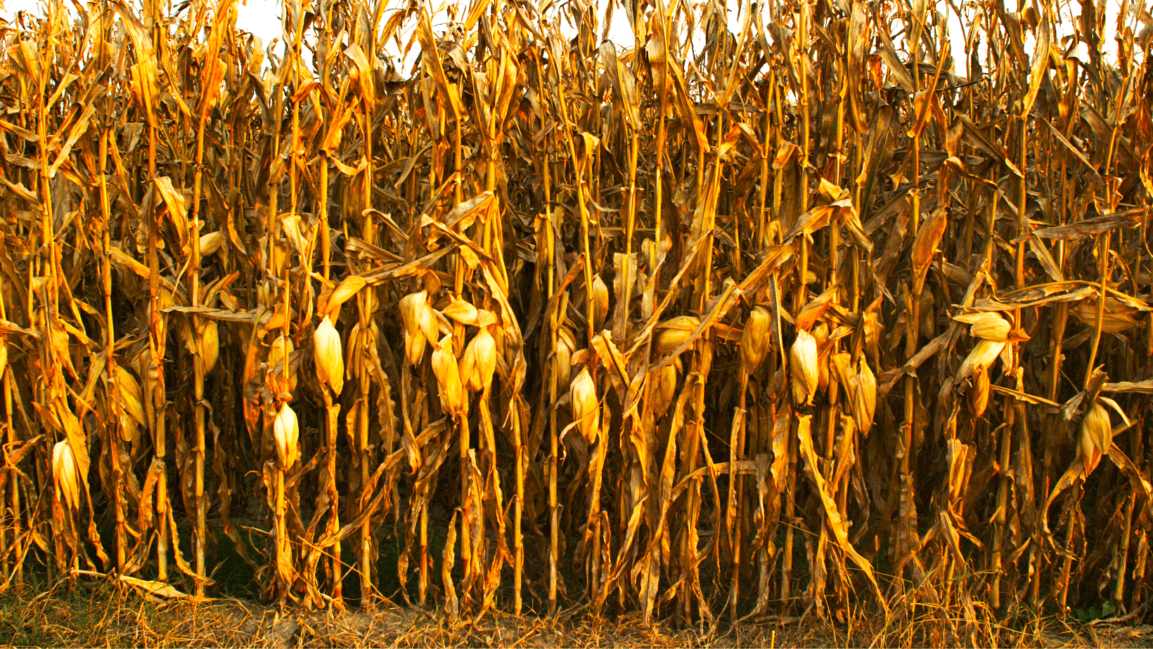 c5c3f219 f7f4 4956 a767 68e58d52acad by Debra Ferguson AgStock illustrating stand of fully mature harvest ready grain corn Mississippi c5c3f219 f7f4 4956 a767 68e58d52acad by Debra Ferguson AgStock illustrating stand of fully mature harvest ready grain corn Mississippi