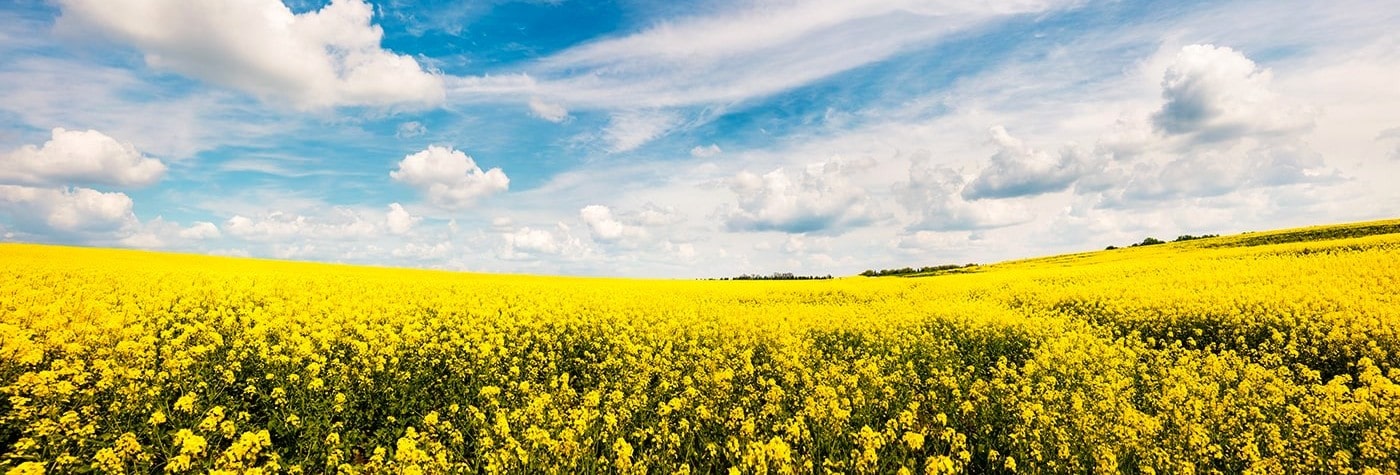 canola field in bloom min (1)