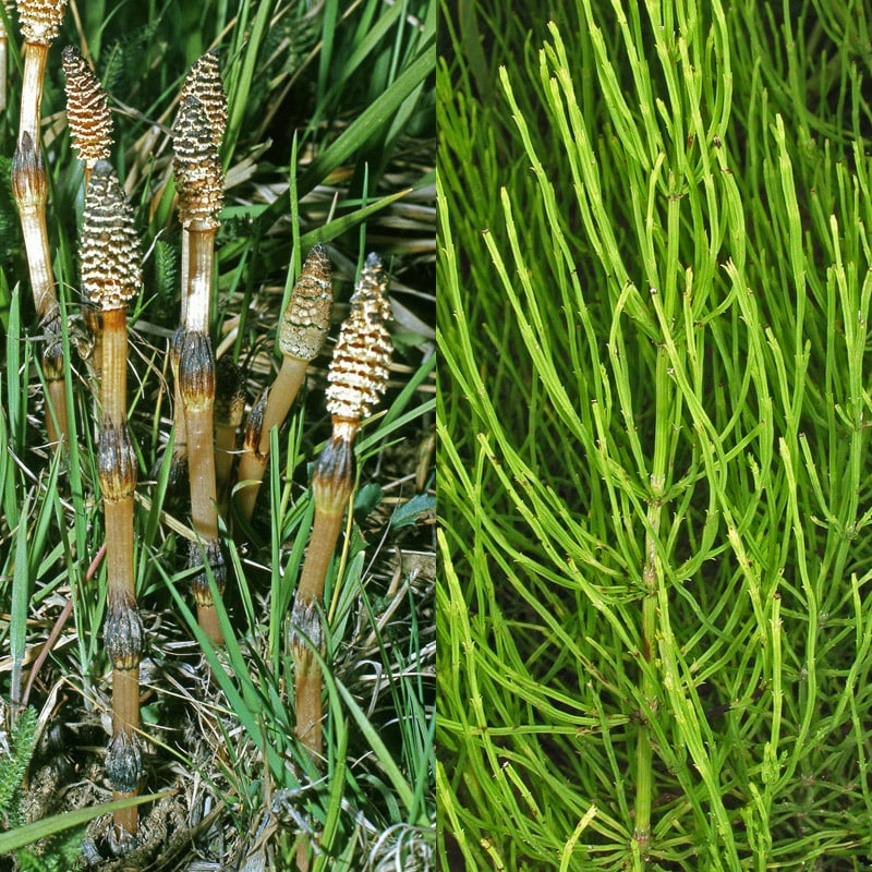 чем травить хвощ чем травить хвощ