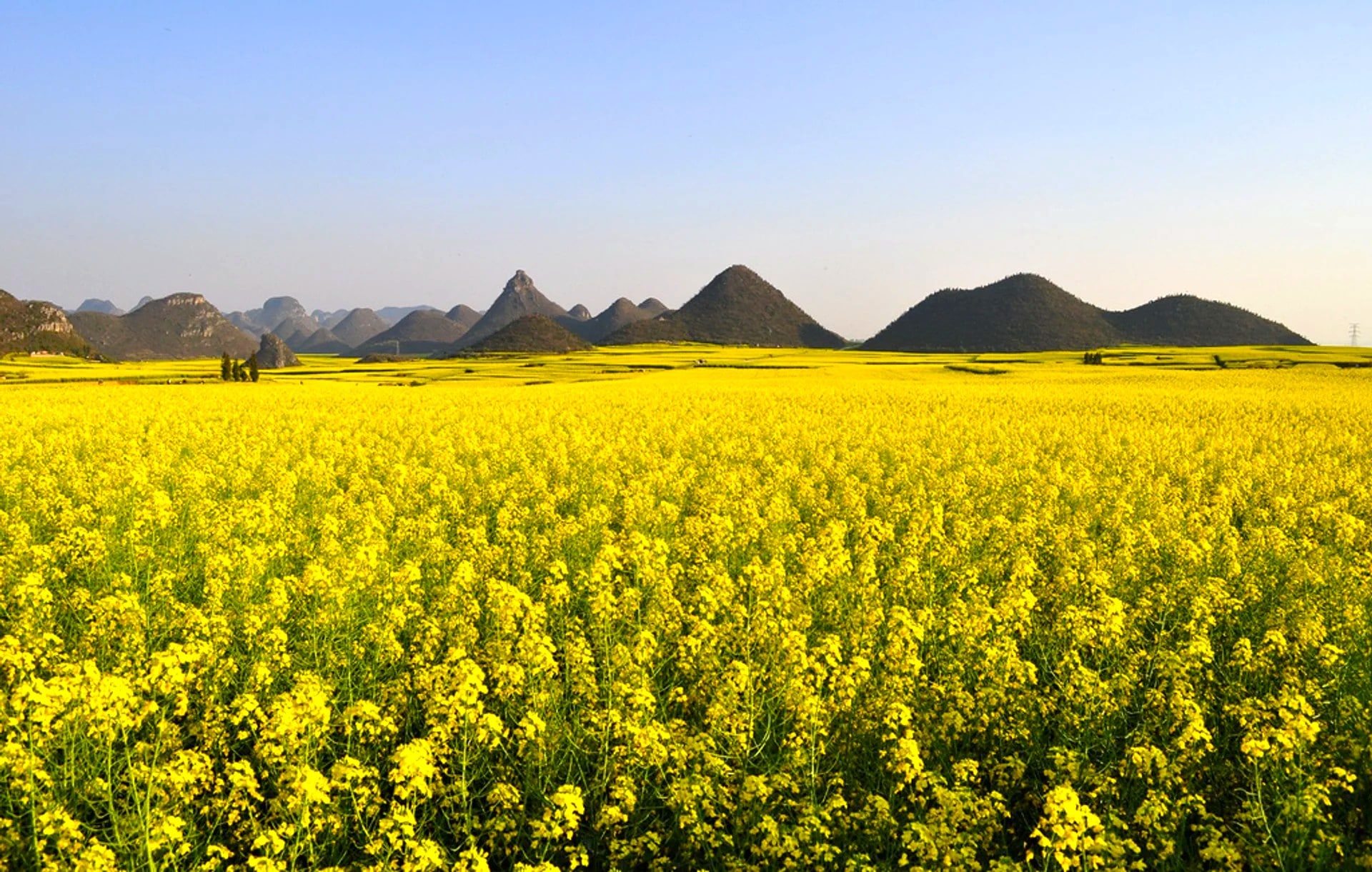 china luoping canola fields min