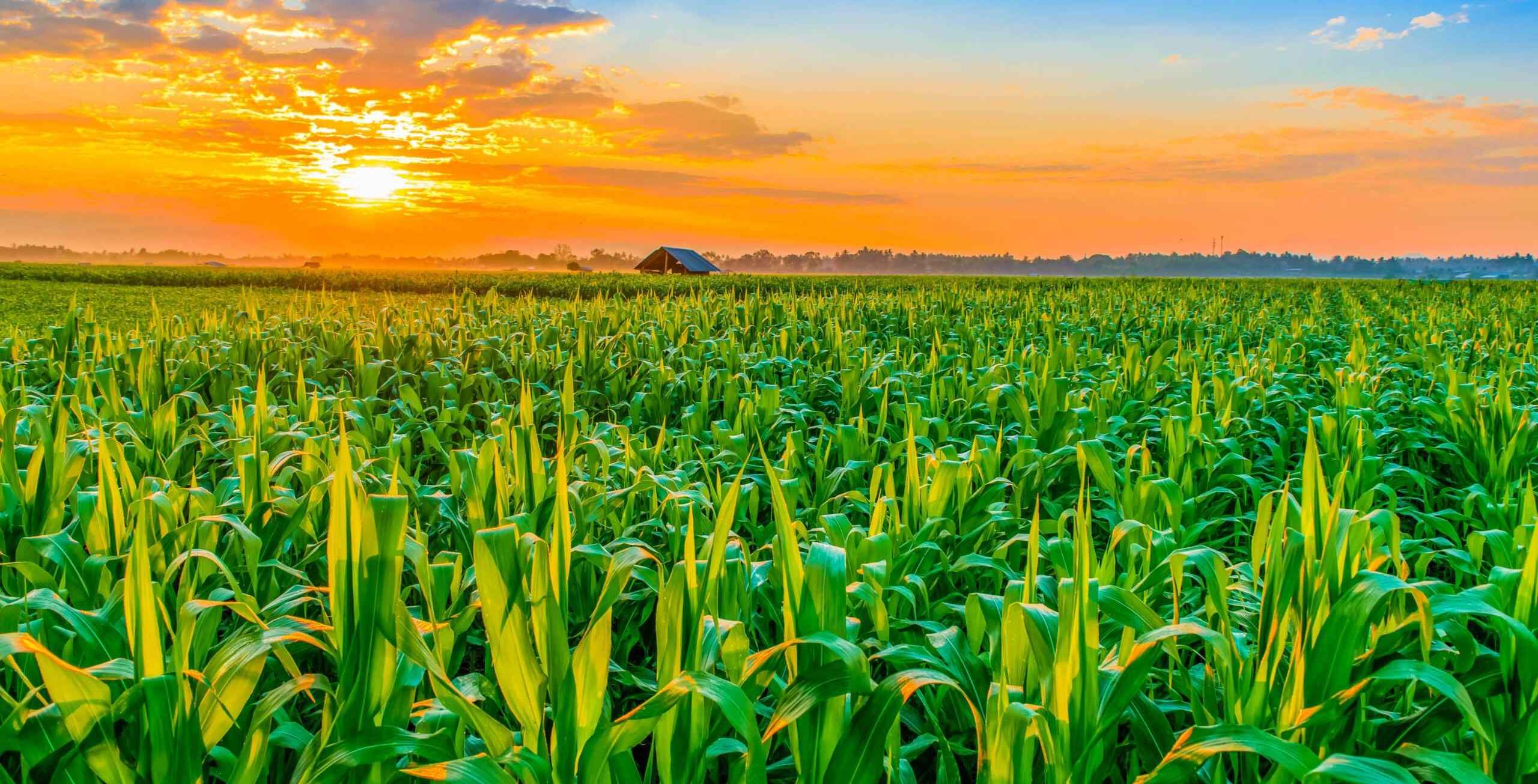 cornfield scaled 11zon 11zon