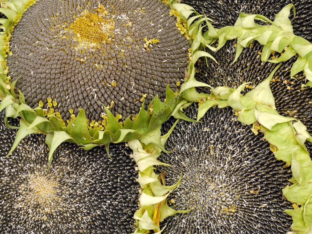 depositphotos 42064927 stock photo edible sunflowers depositphotos 42064927 stock photo edible sunflowers