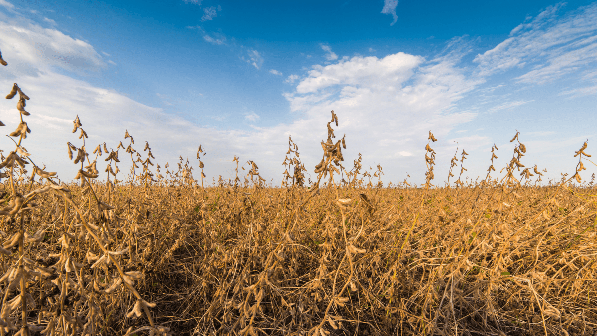 desyikatsiya soyi dlya chogo potribna i yaki preparatyi vyikoryistovuvatyi desyikatsiya soyi dlya chogo potribna i yaki preparatyi vyikoryistovuvatyi