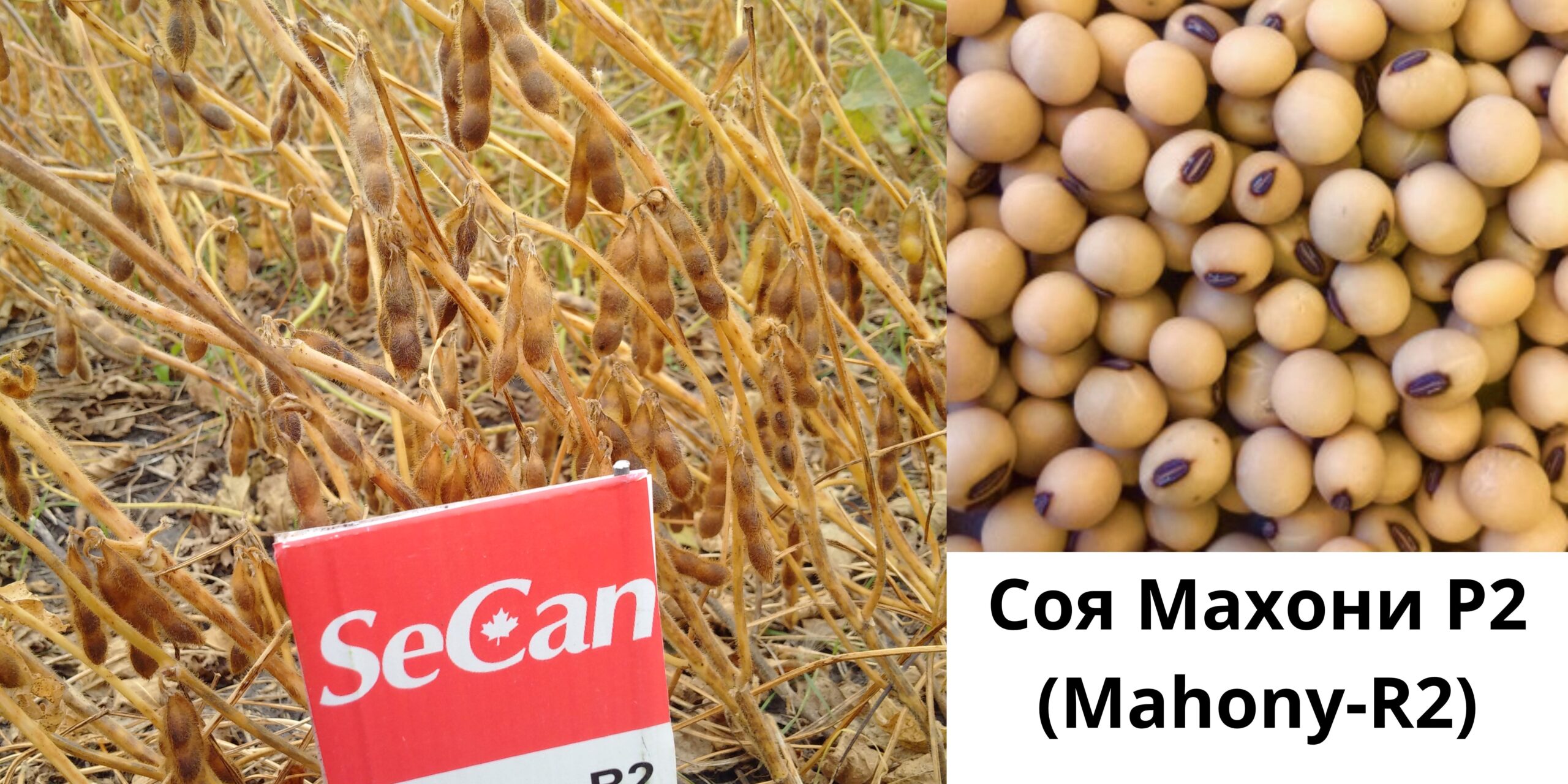 Добавить подзаголовок (38) (1) Добавить подзаголовок (38) (1)