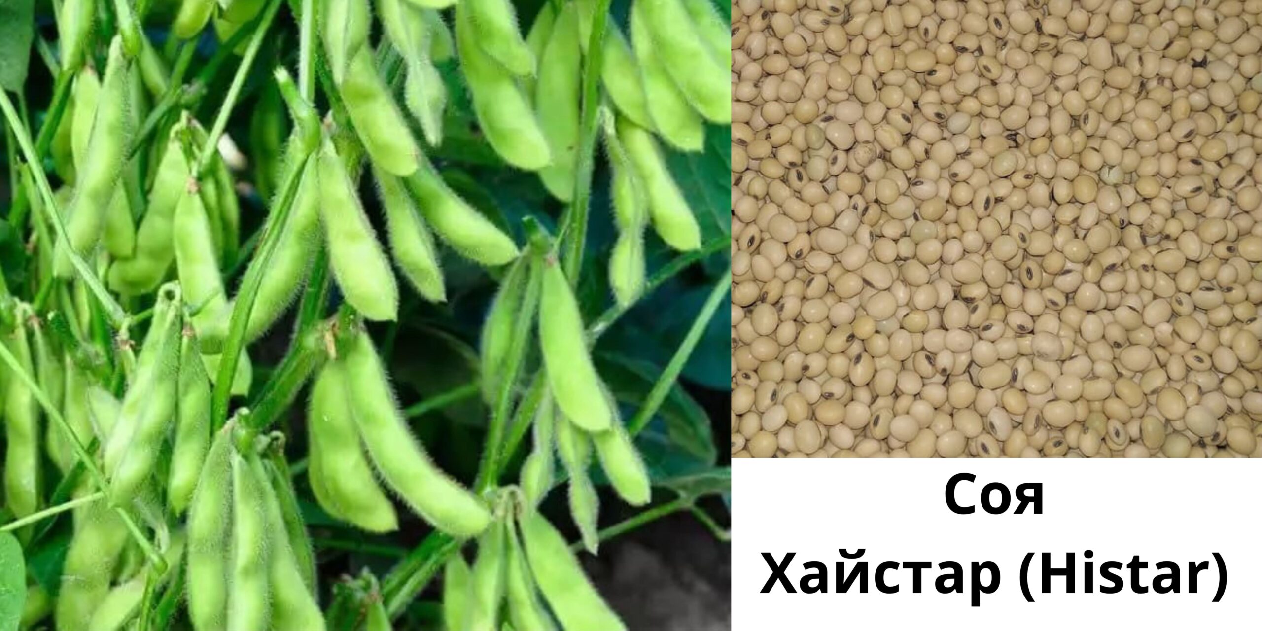 Добавить подзаголовок (41) (1)