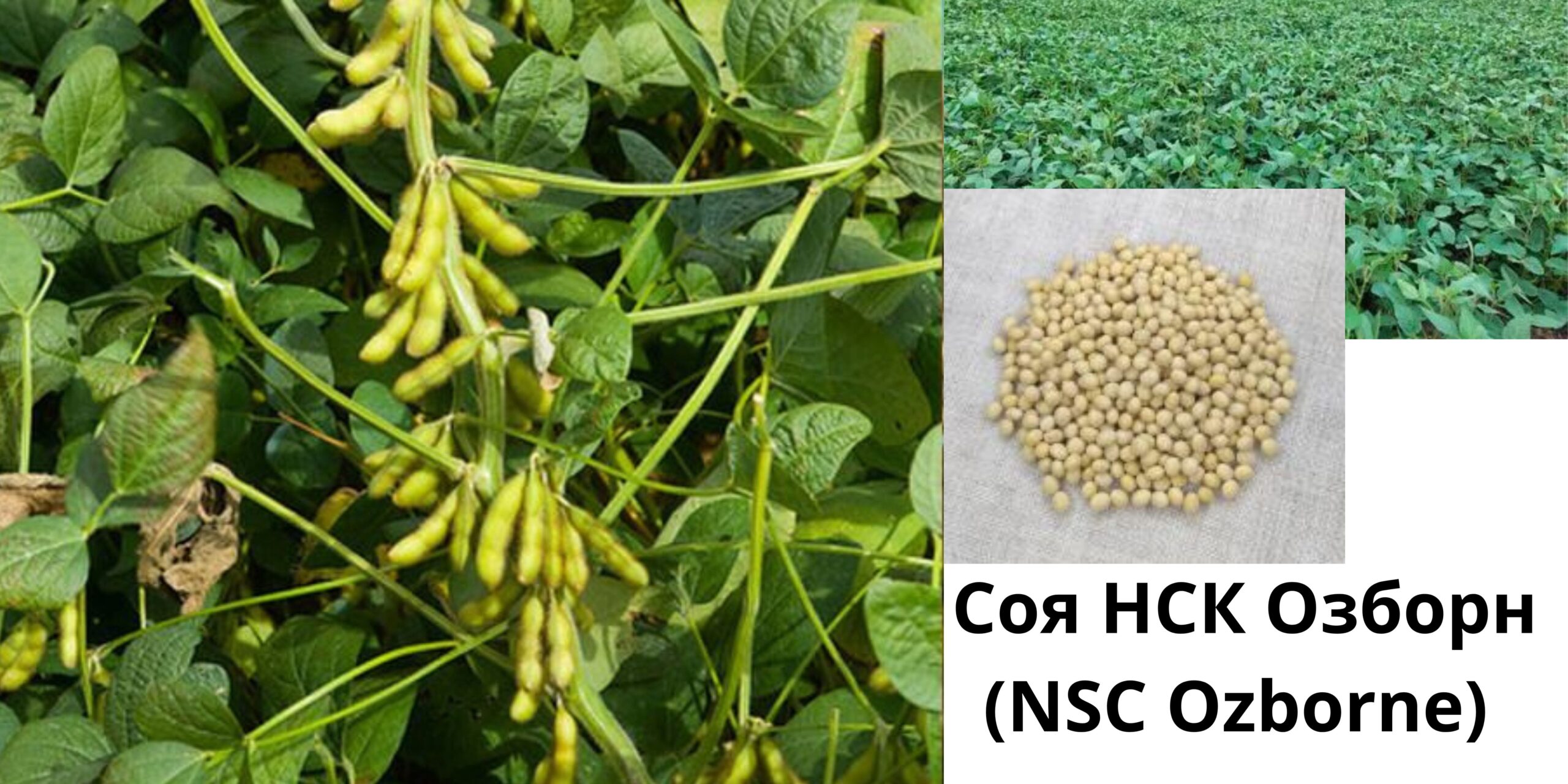 Добавить подзаголовок (42) (1)