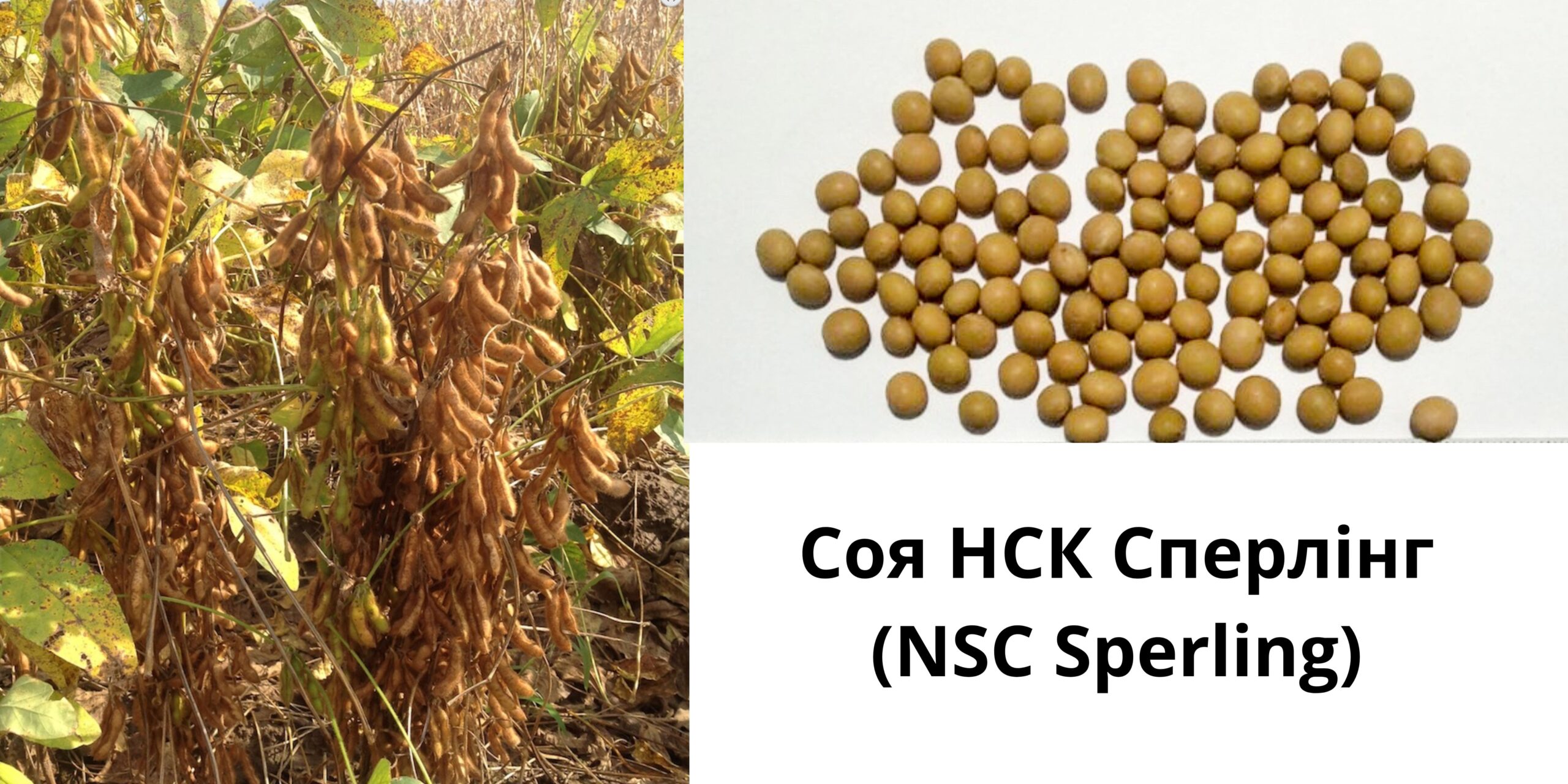 Добавить подзаголовок (43) (1)