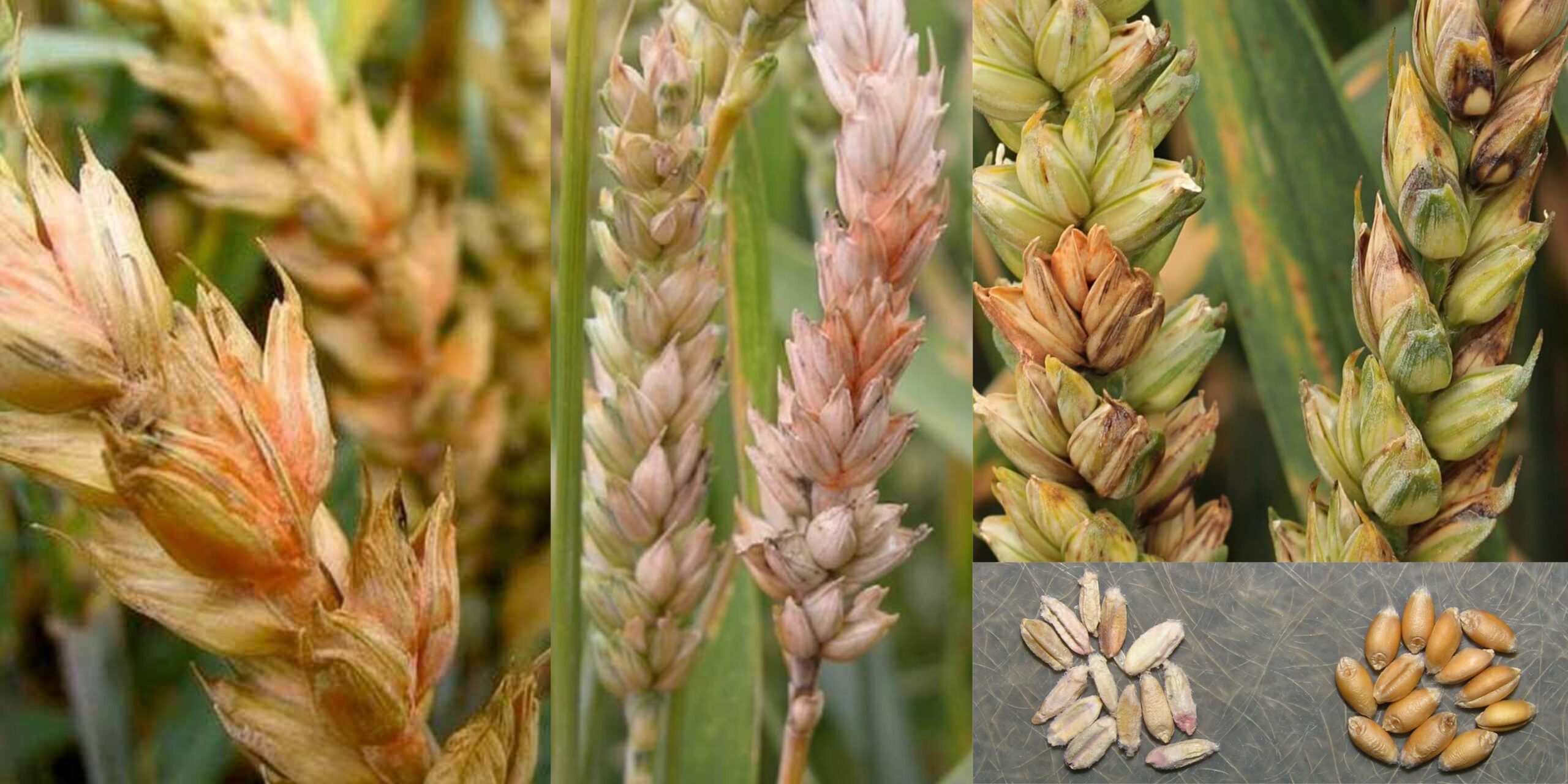 Добавить заголовок 2025 08 18T142933.610 (1) Добавить заголовок 2025 08 18T142933.610 (1)