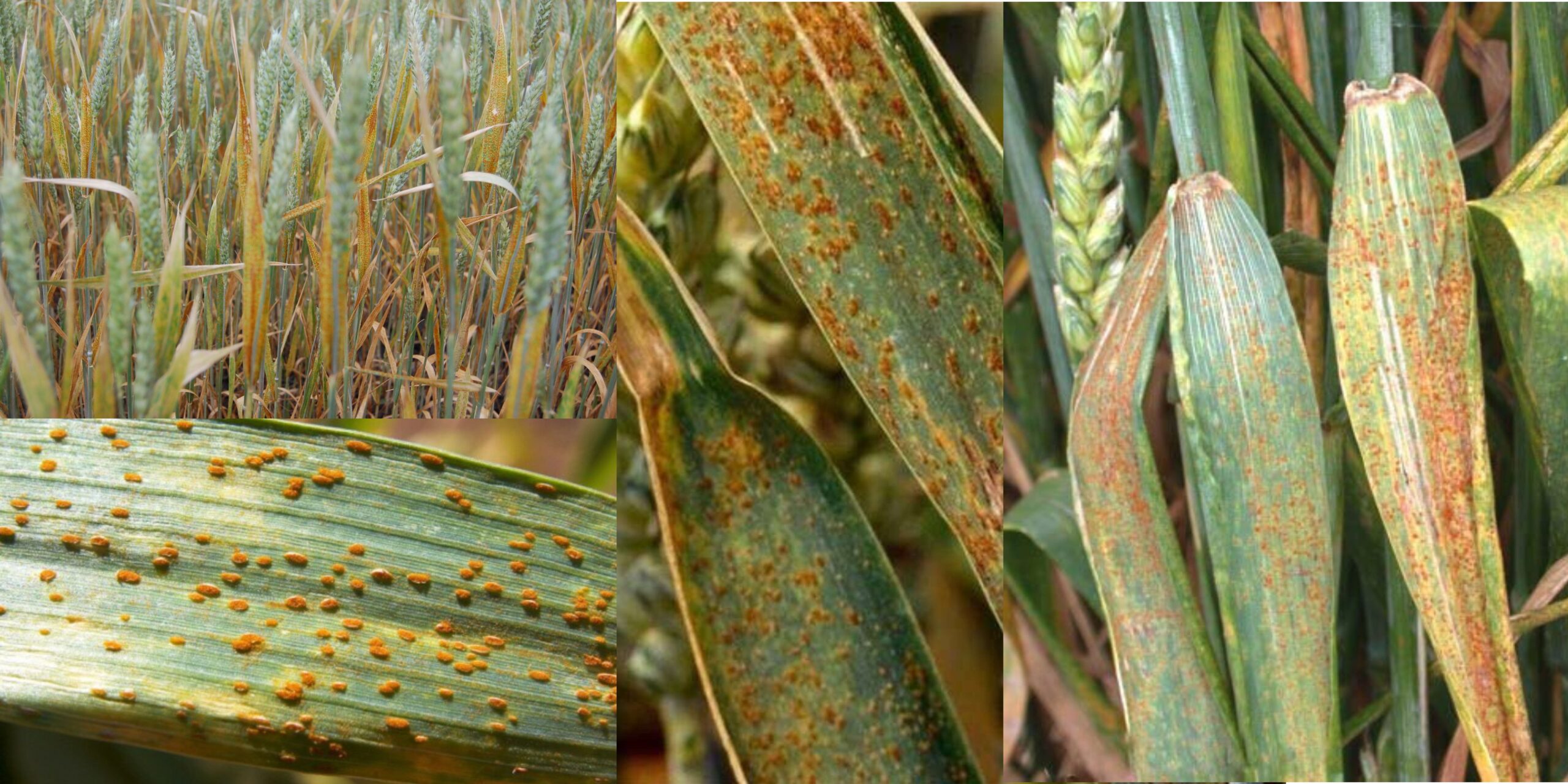 Добавить заголовок 2025 08 18T143354.983 (1) Добавить заголовок 2025 08 18T143354.983 (1)