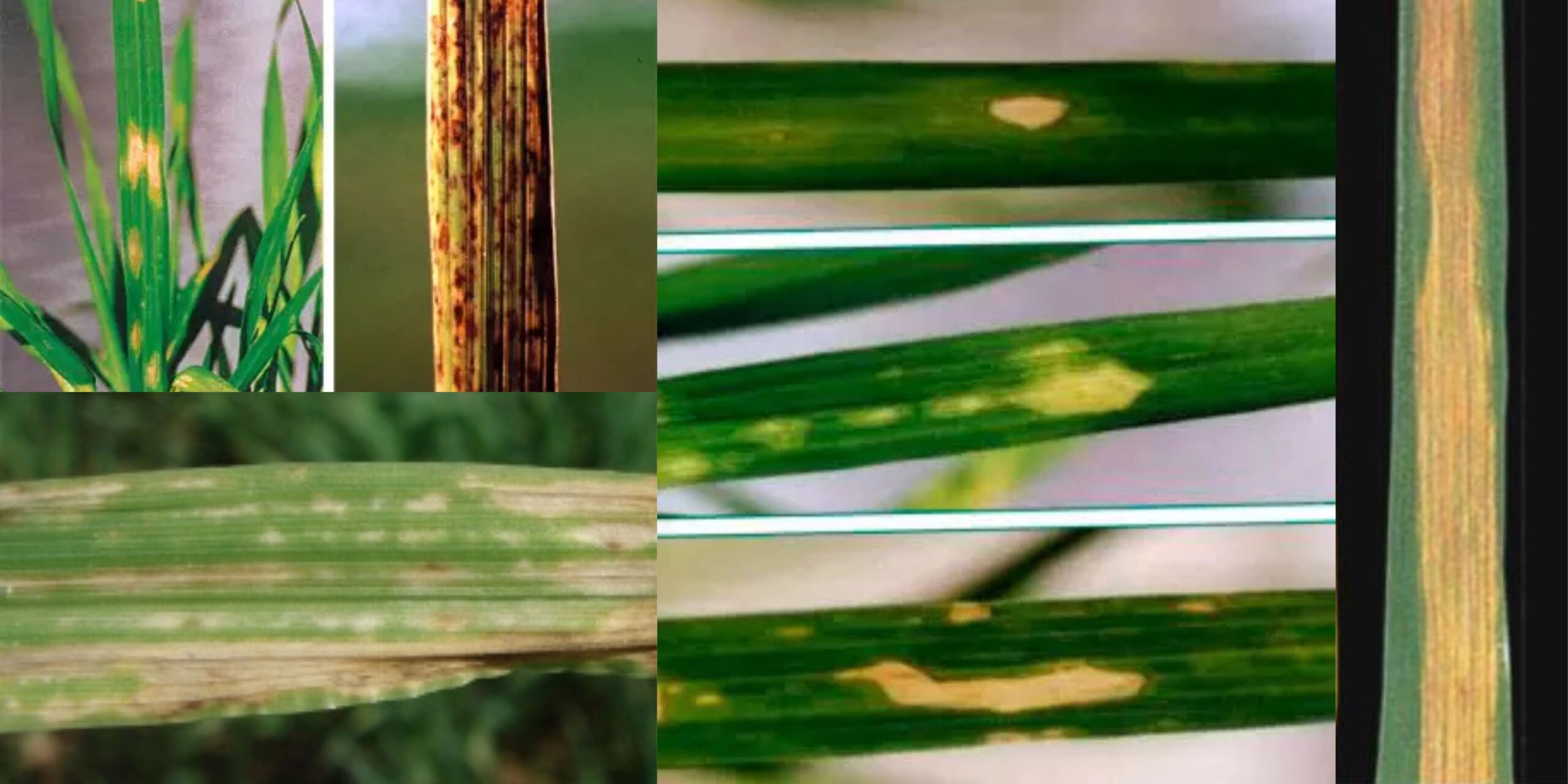 Добавить заголовок 2025 08 26T135347.258 (1)