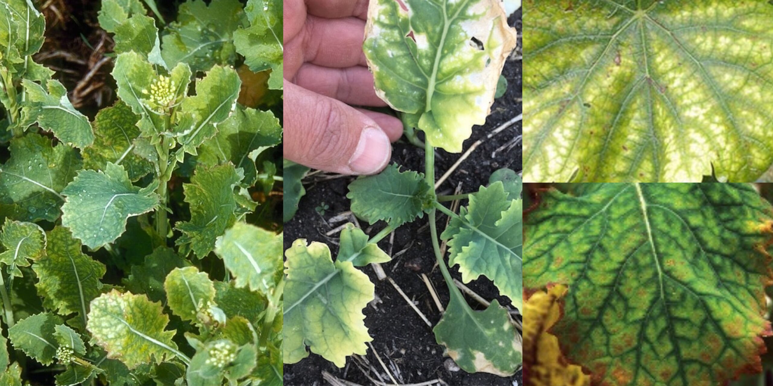 Добавить заголовок 2025 08 28T153719.641 (2) (2) Добавить заголовок 2025 08 28T153719.641 (2) (2)