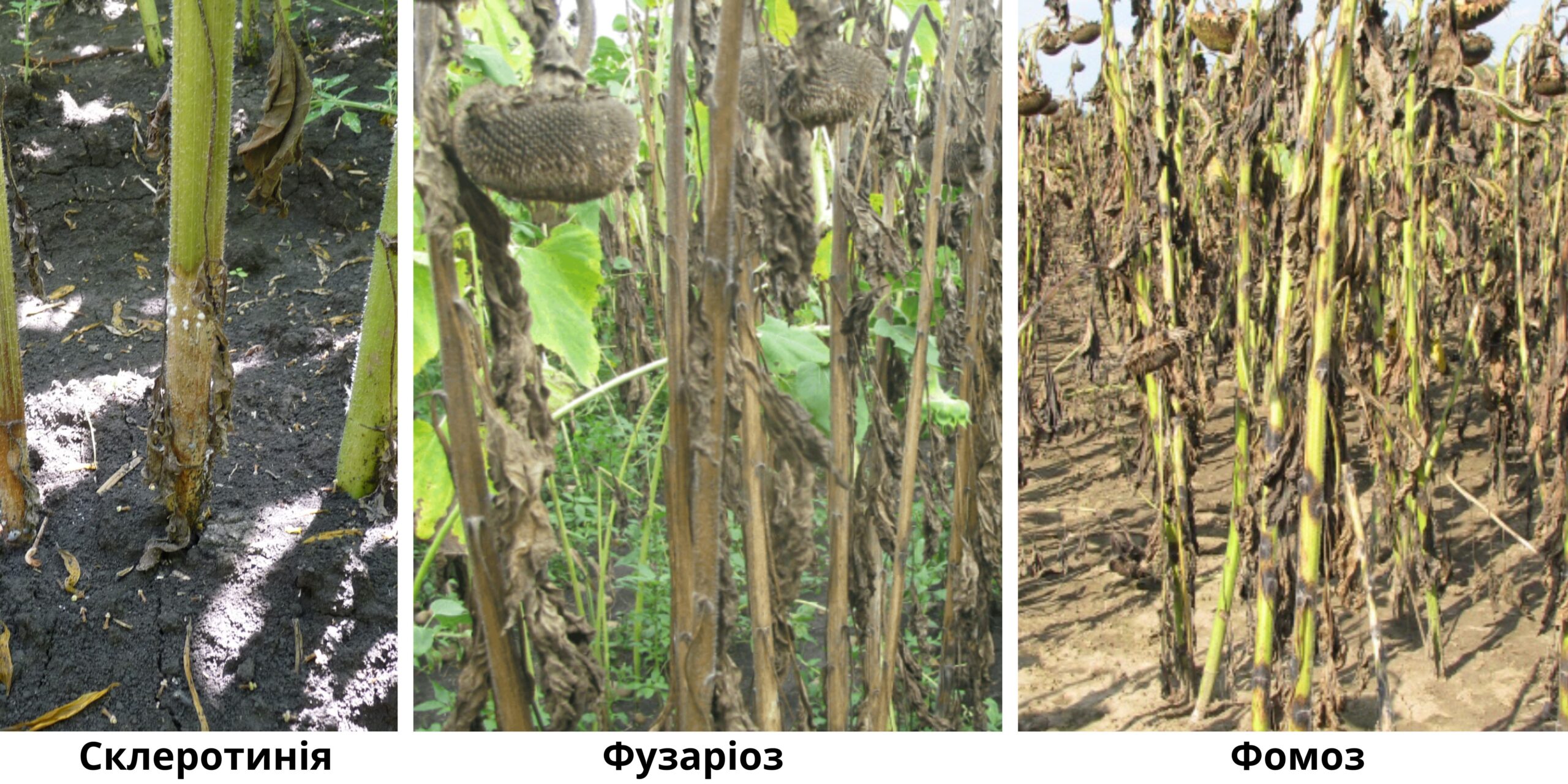 Как отличить склеротинию от фузариоза и фомоза на подсолнечнике — визуальные симптомы болезней Как отличить склеротинию от фузариоза и фомоза на подсолнечнике — визуальные симптомы болезней