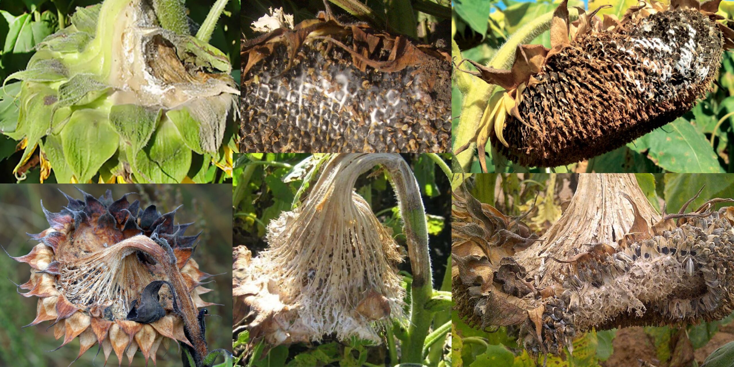 Корзиночная форма склеротинии подсолнечника — загнивание корзинки Корзиночная форма склеротинии подсолнечника — загнивание корзинки