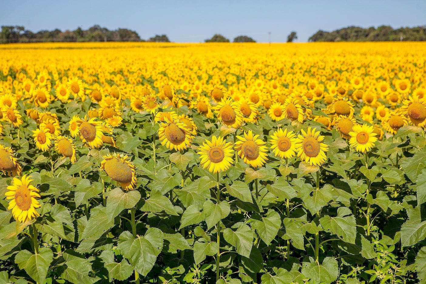 e36f48ba 7355 43d1 9fb7 c5a8ccc2c096