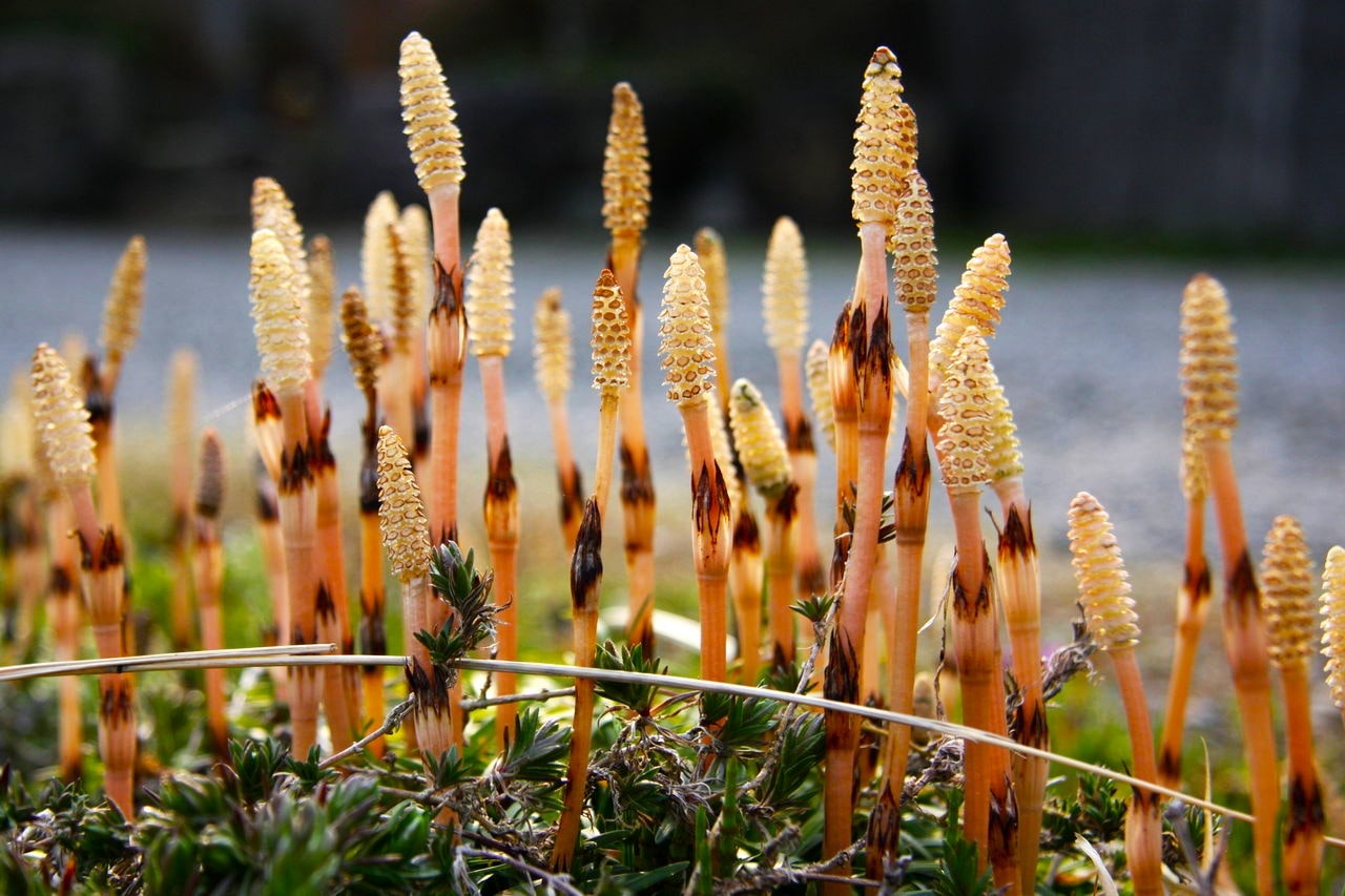 equisetum arvense the field horsetail tsukushi 2 min