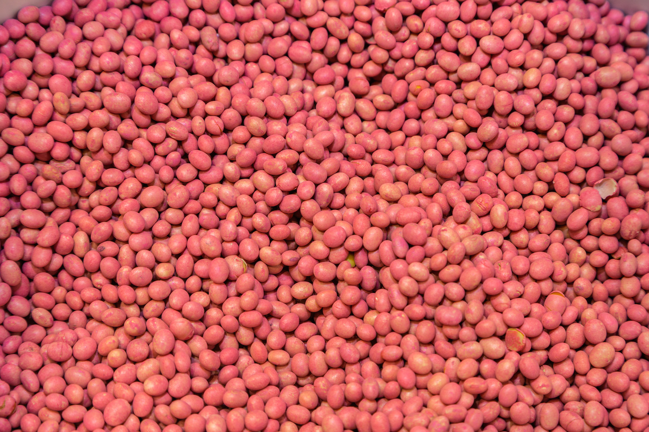 Протравленные семена сои Протравленные семена сои