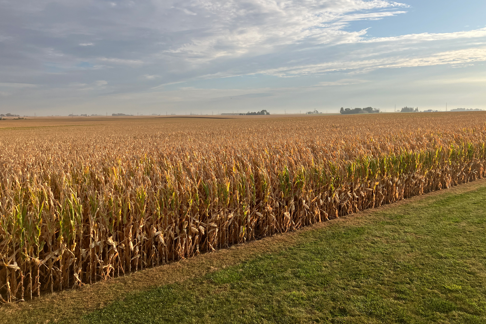 ФАО кукурудзи 2026 рекомендації агрономів