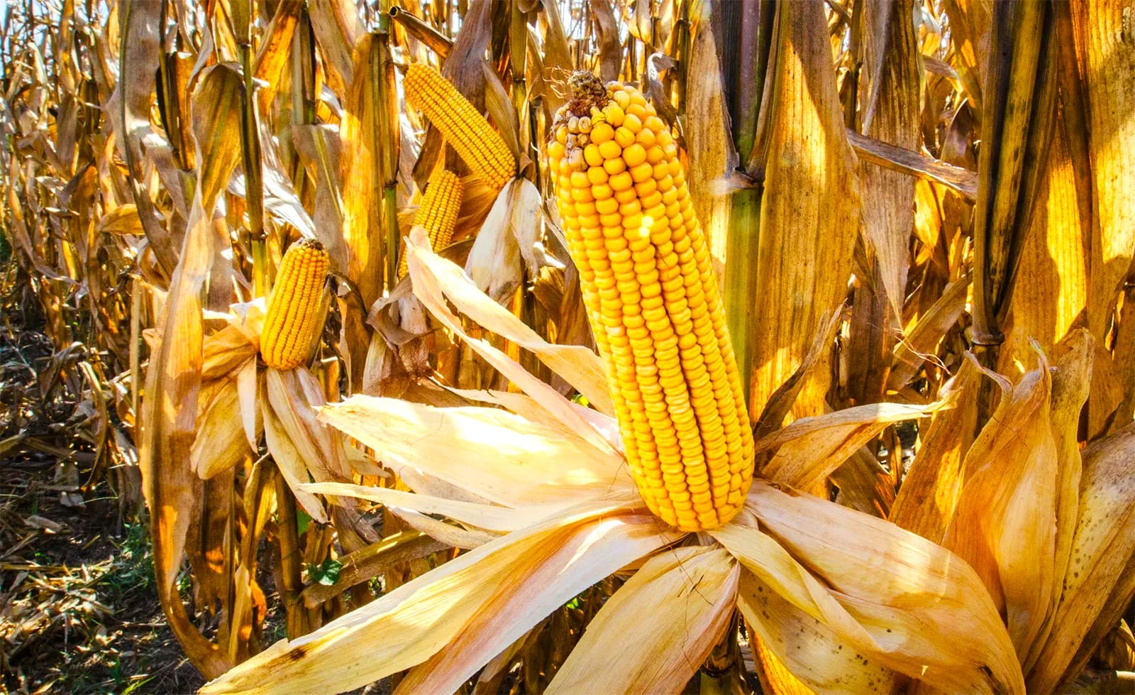 Feed corn harvest field Kings Hill County Feed corn harvest field Kings Hill County