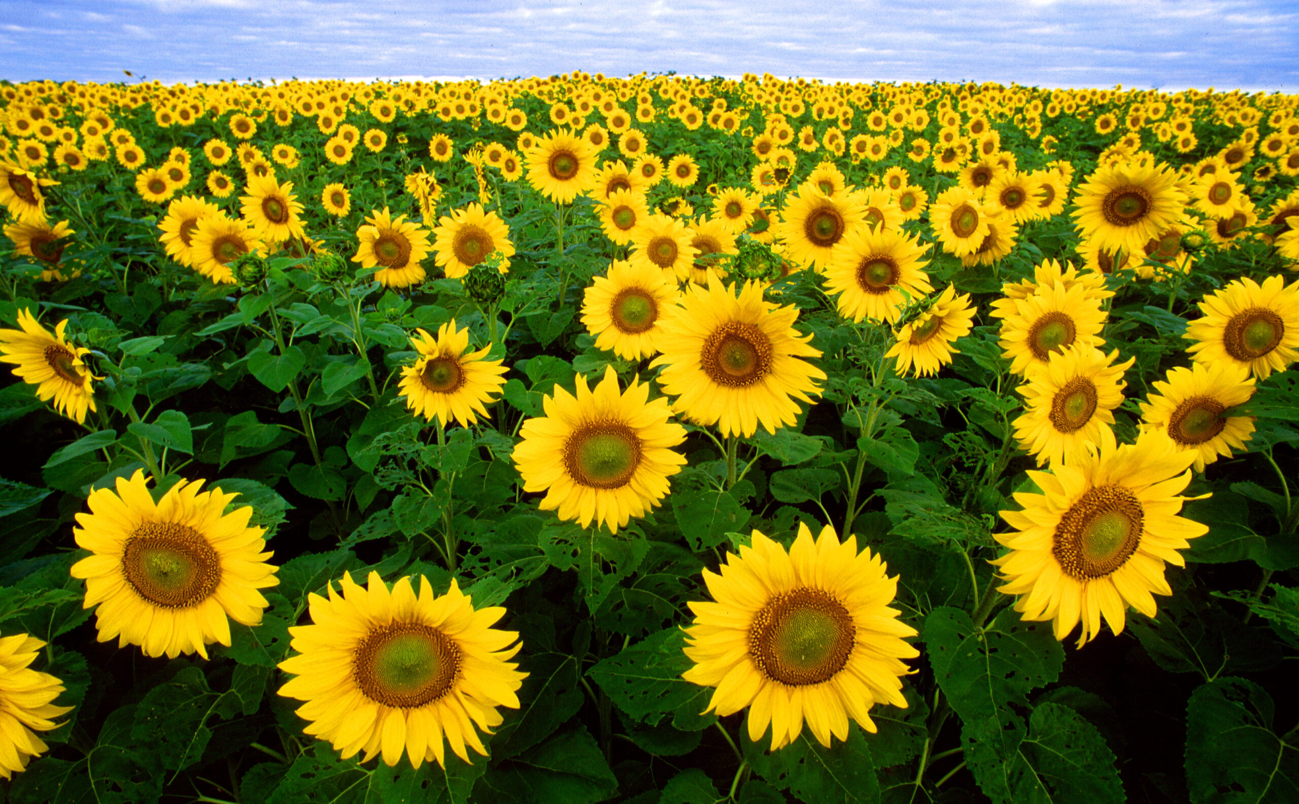 field image sunflowers
