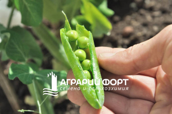 full_istockphoto-929632462-612x6121