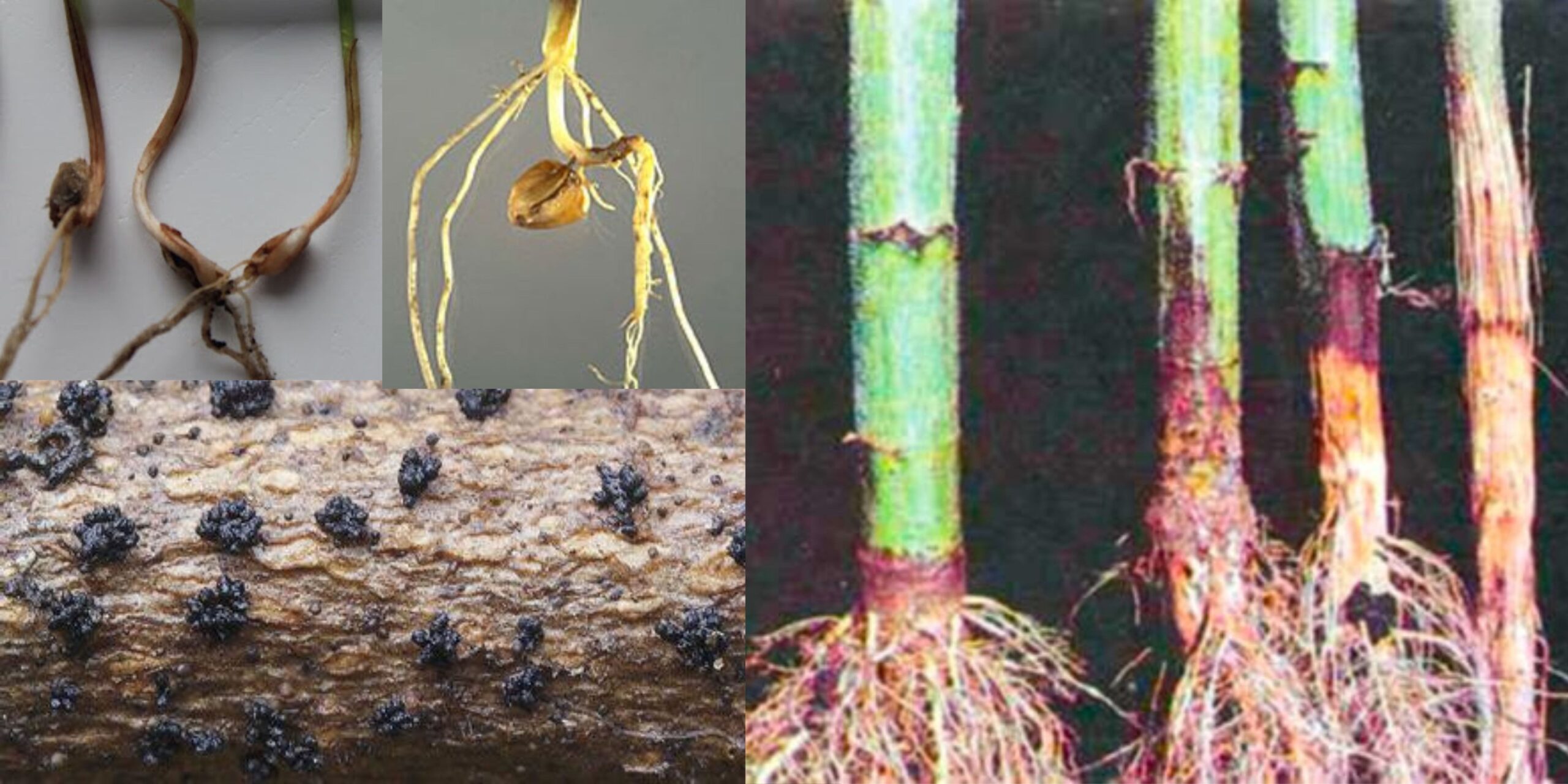 Фузариоз корней кукурузы — загнивание корневой системы на ранних фазах Фузаріоз коренів кукурудзи — загнивання кореневої системи на ранніх фазах