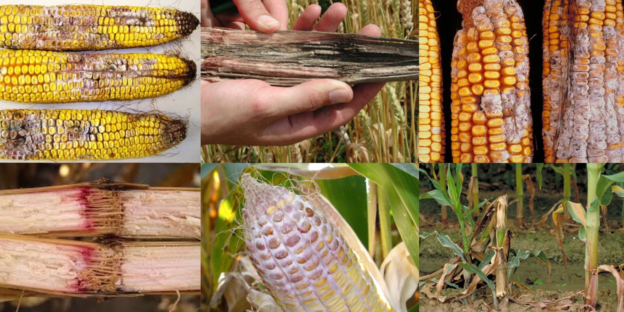 Фузариоз кукурузы на разных фазах вегетации — от всходов до початков Фузаріоз кукурудзи на різних фазах вегетації — від сходів до качанів