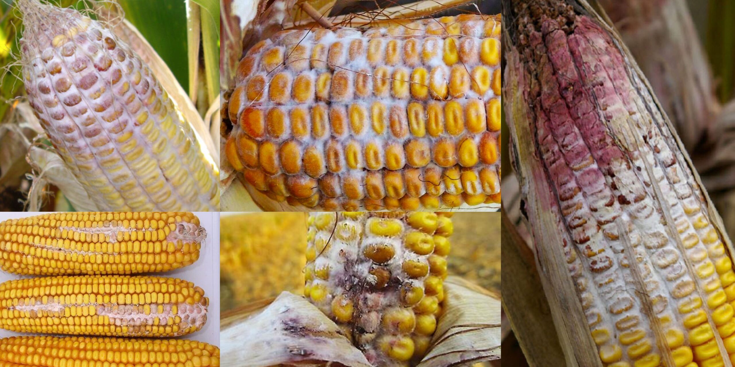 Фузариоз початков кукурузы — розово белый налёт на зерне Фузаріоз качанів кукурудзи — рожево-білий наліт на зерні