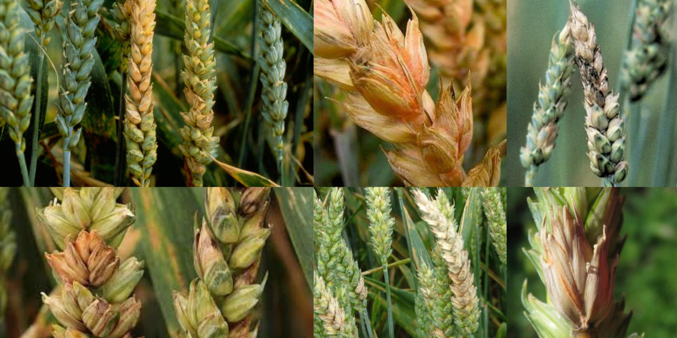 Фузариоз пшеницы фото Фузаріоз пшениці фото